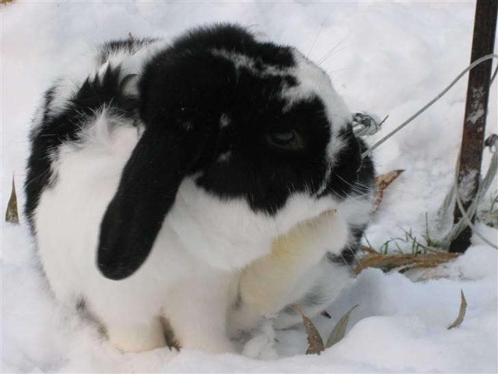 Kanin Toby Dværgkanin - at klø billede 8