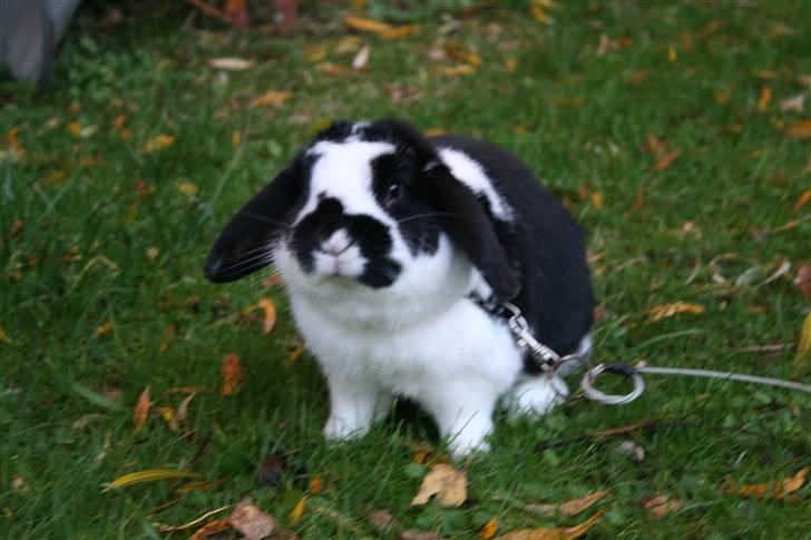 Kanin Toby Dværgkanin - hvad? billede 9