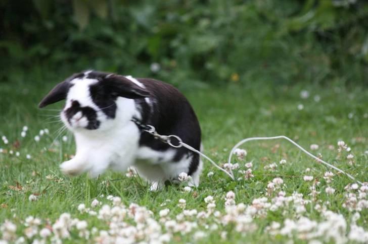Kanin Toby Dværgkanin - bare løbe bare løbe Foto-Mie Alstrup billede 10