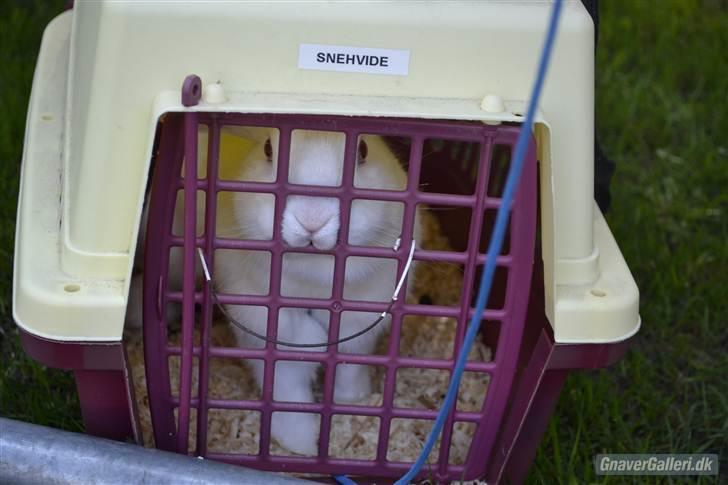 Kanin Snehvide<3 - 8* Billedet var på mine bordkort til min konfirmation xD billede 9