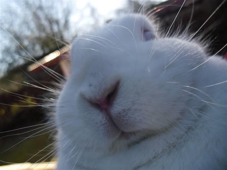 Kanin Snehvide<3 - 10* billede 11