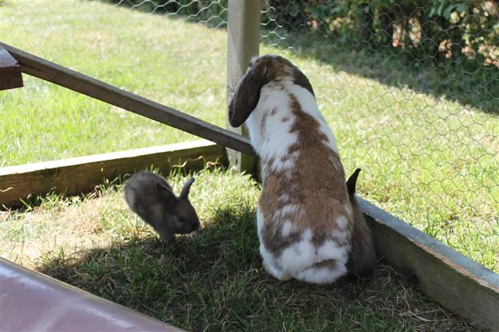 Kanin Hjertelunds Flekka billede 7