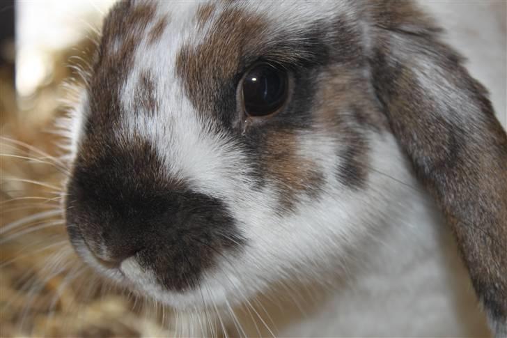 Kanin Hjertelunds Flekka billede 8