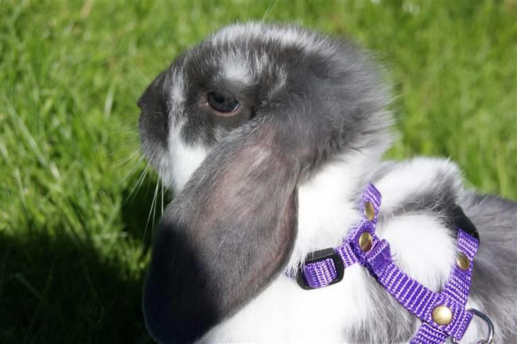 Kanin Taharas Flying Super Star - Foto: mig tror jeg xD ellers celine m :P billede 16