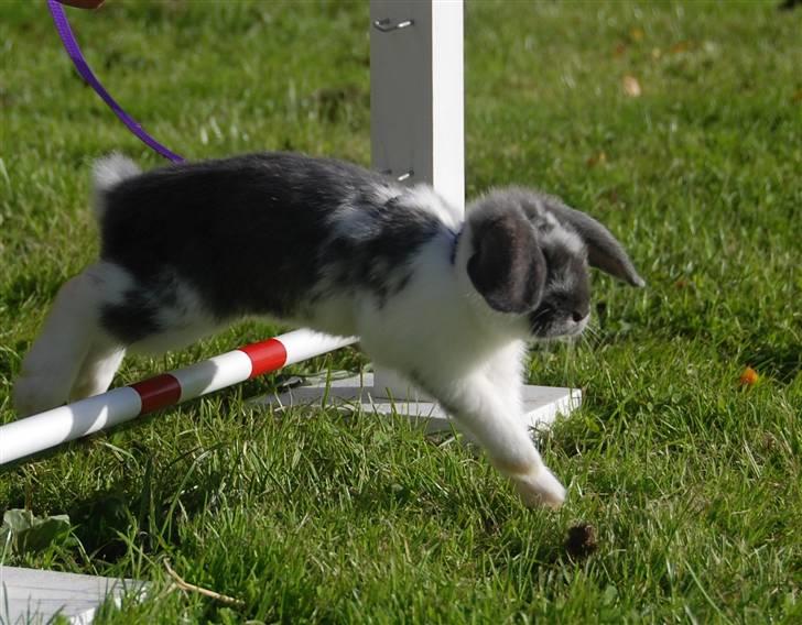 Kanin Taharas Flying Super Star billede 17