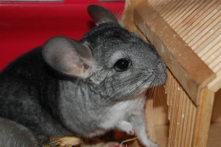 Chinchilla Chili R.I.P billede 1