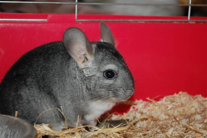 Chinchilla Chili R.I.P billede 2