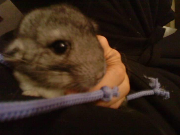 Chinchilla Chili R.I.P billede 3