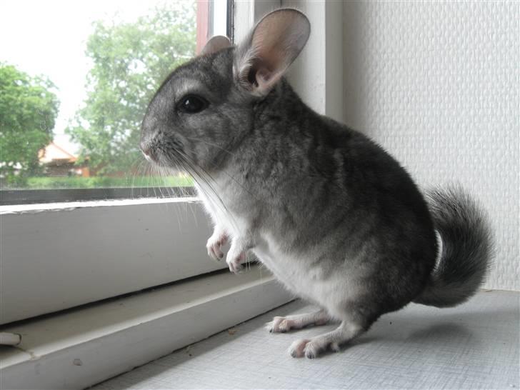 Chinchilla Chili R.I.P billede 4