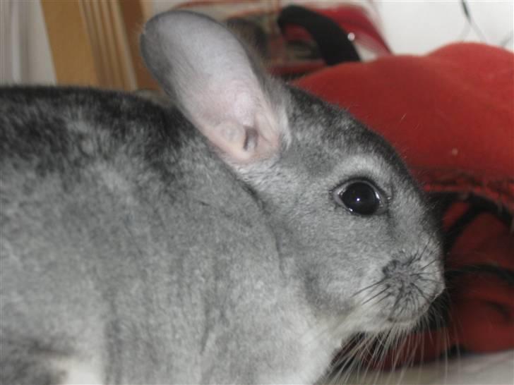 Chinchilla Chili R.I.P billede 5