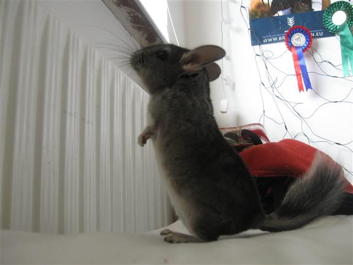 Chinchilla Chili R.I.P billede 6