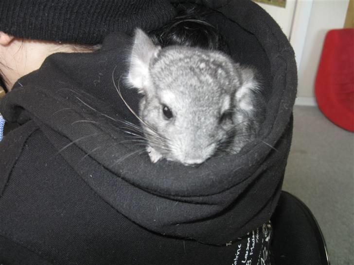 Chinchilla Chili R.I.P billede 7