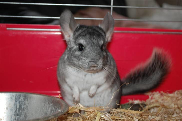 Chinchilla Chili R.I.P billede 8