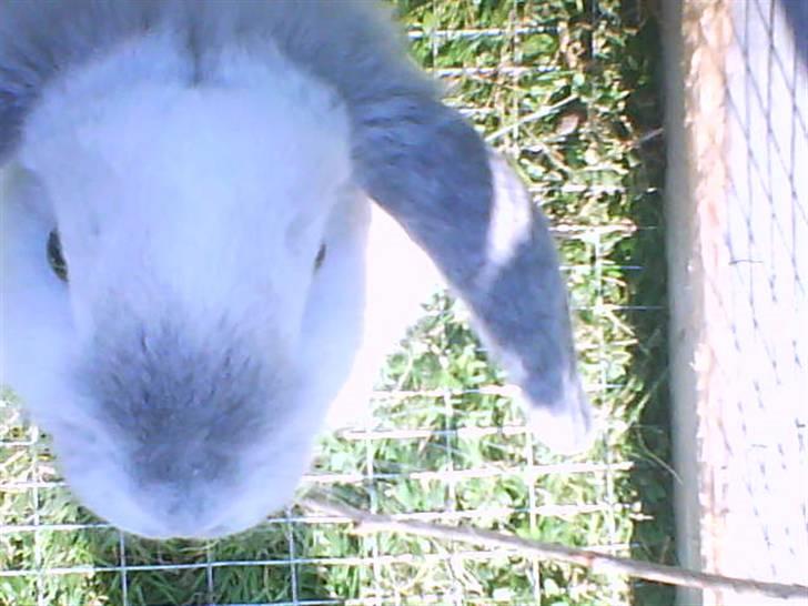 Kanin Nuller † R.I.P. - Hvad er der der oppe billede 12