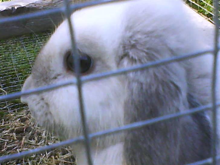 Kanin Nuller † R.I.P. - nulls slapper totalt af billede 13