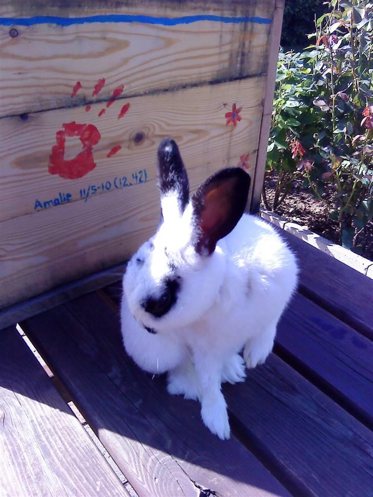 Kanin Rufus :)<3 billede 14