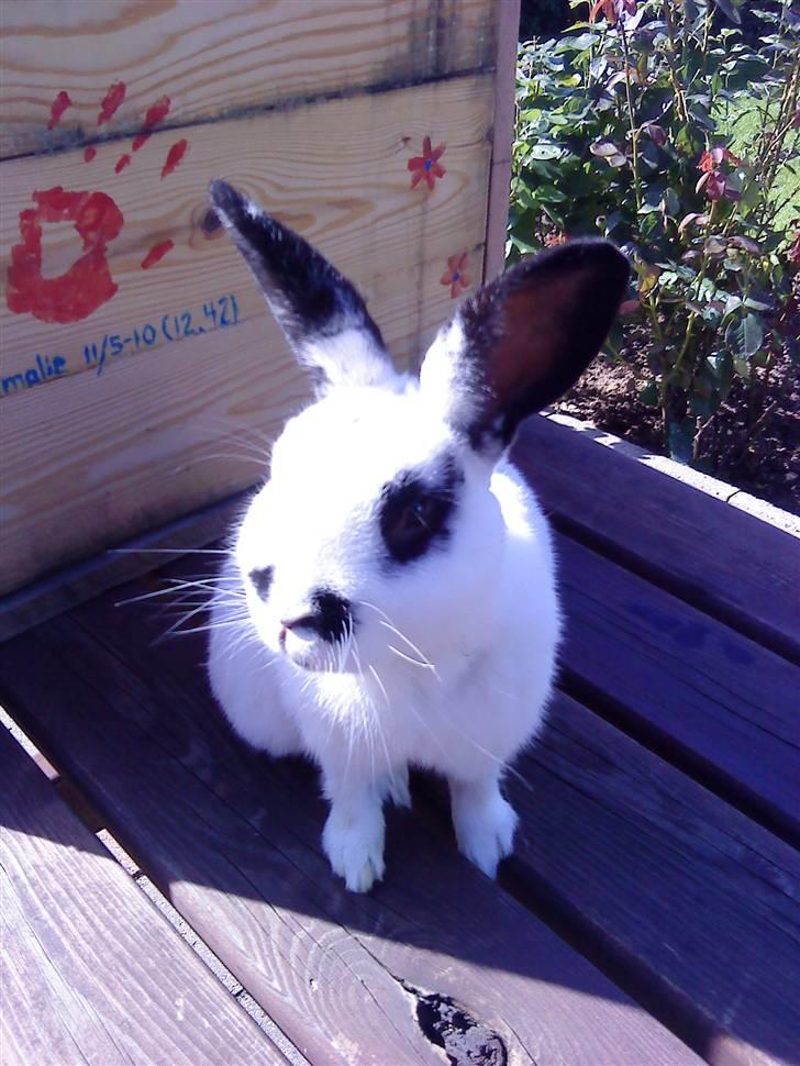 Kanin Rufus :)<3 billede 15