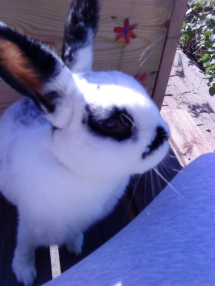 Kanin Rufus :)<3 billede 16