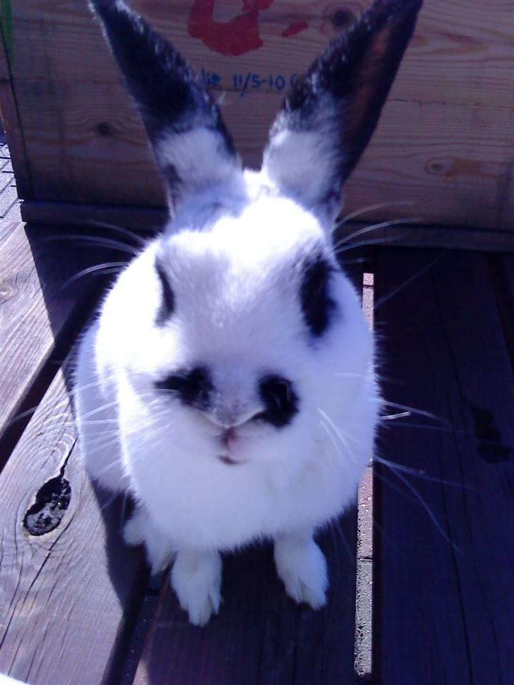 Kanin Rufus :)<3 billede 18