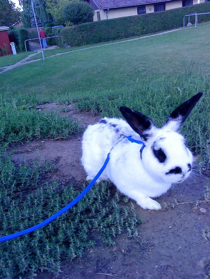 Kanin Rufus :)<3 billede 19