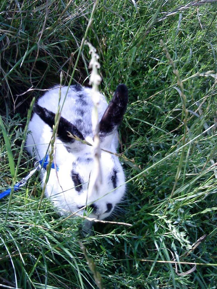 Kanin Rufus :)<3 billede 20