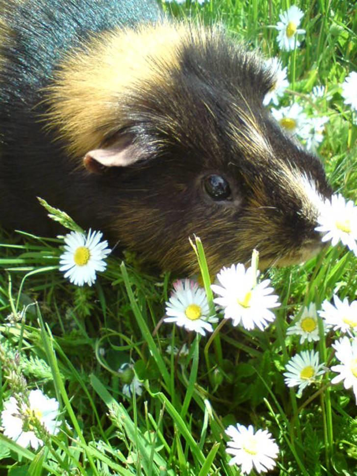 Marsvin Otto - Mit lækre, lækre marsvin! <3 billede 7