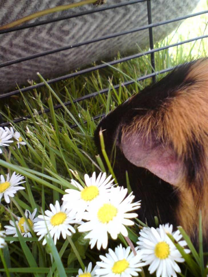 Marsvin Otto billede 8