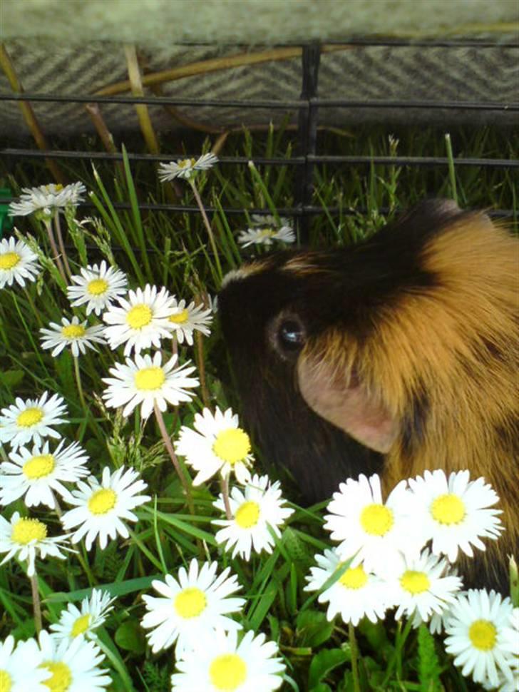 Marsvin Otto billede 9