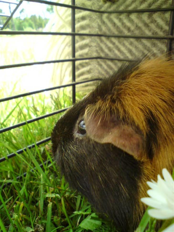 Marsvin Otto billede 10