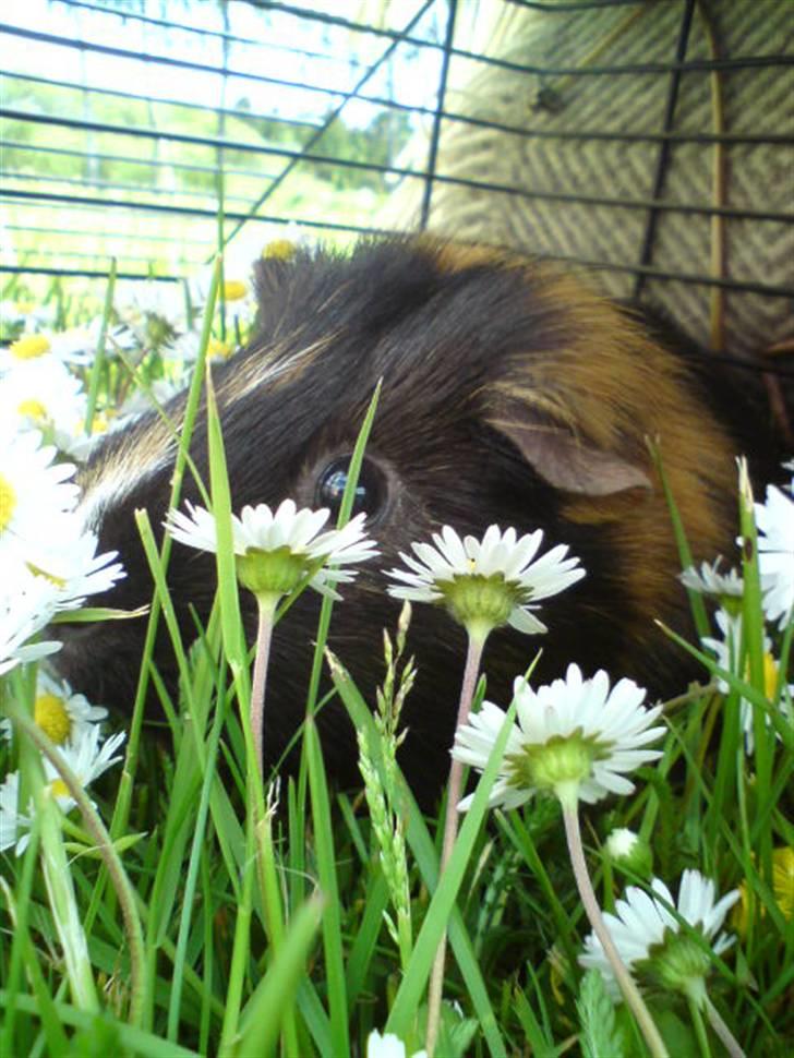 Marsvin Otto billede 11