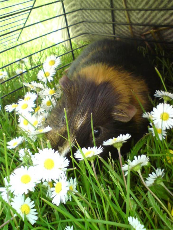 Marsvin Otto - Det var paradis for ham den dag. Jeg savner virkelig de varme sommerdage! :c billede 12