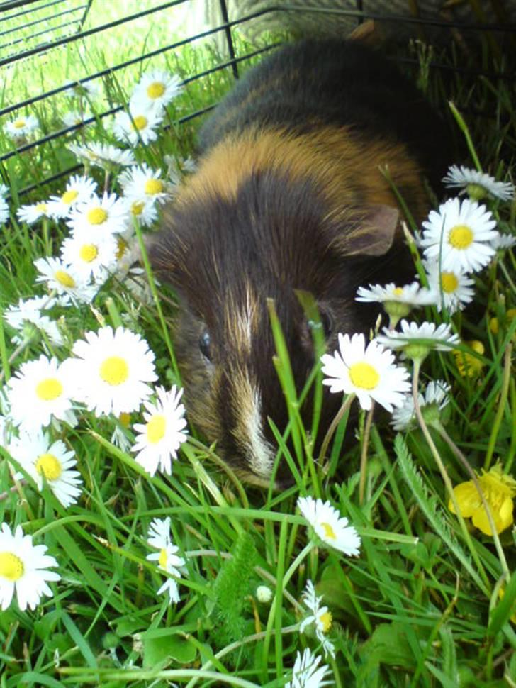 Marsvin Otto billede 13