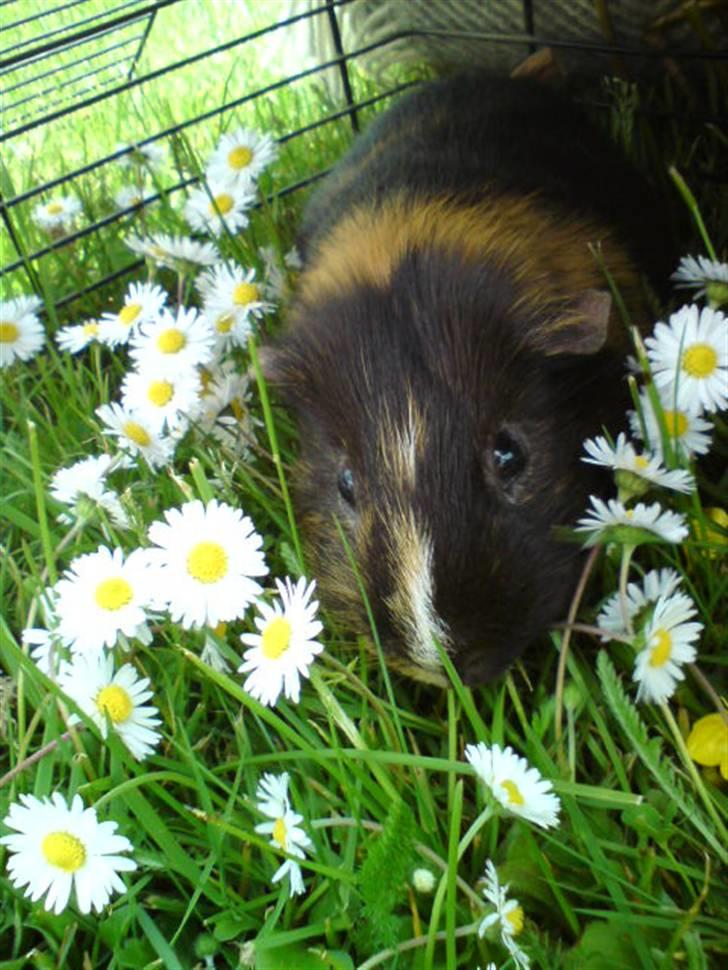 Marsvin Otto billede 14