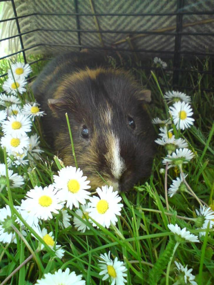 Marsvin Otto - "Hvad mon det er?" billede 15