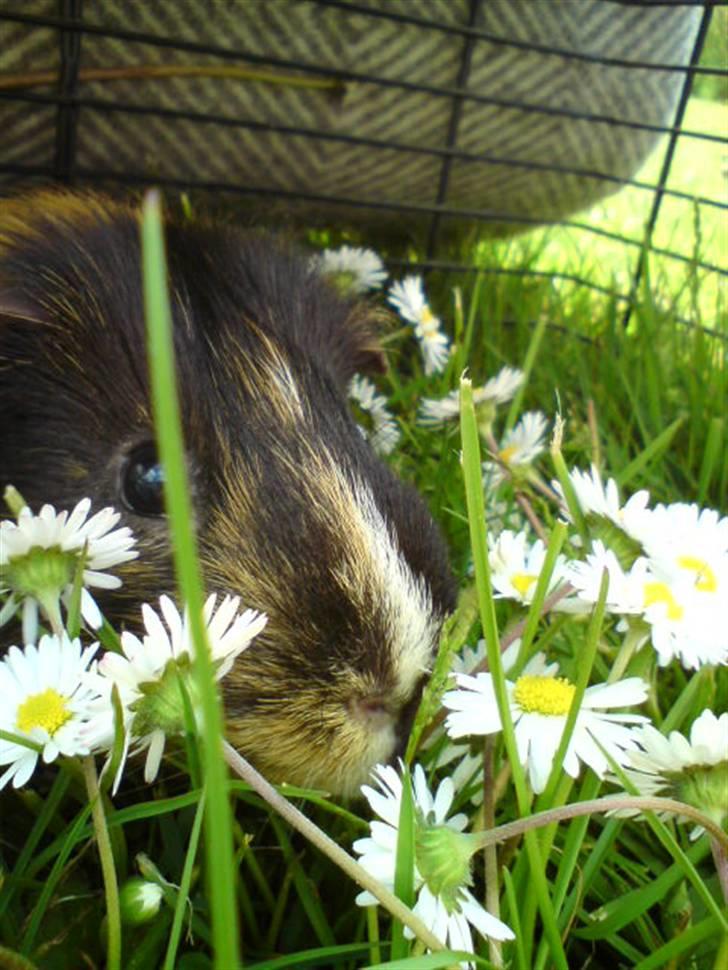 Marsvin Otto billede 16