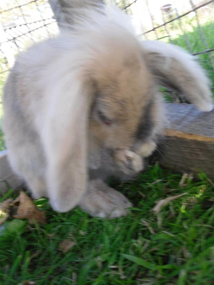 Kanin Punker  - For du er så smuk og dejlig! :D  billede 11