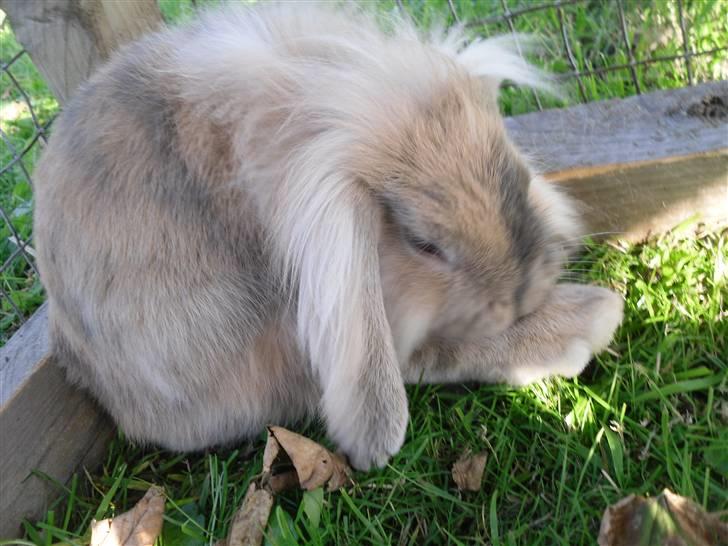 Kanin Punker  - Vaske vaske:D  billede 12