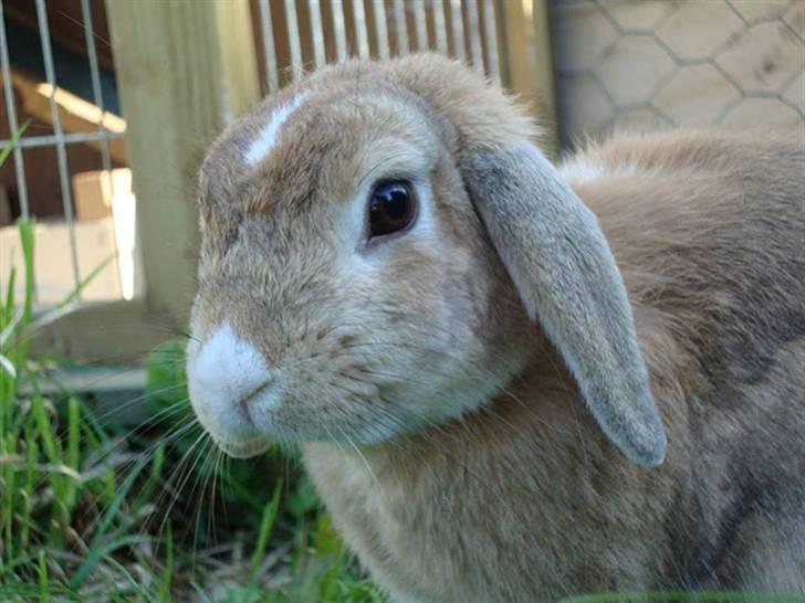 Kanin Nougat - Smukke Nougat billede 1