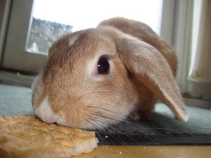 Kanin Nougat - Knækbrød - mums billede 2