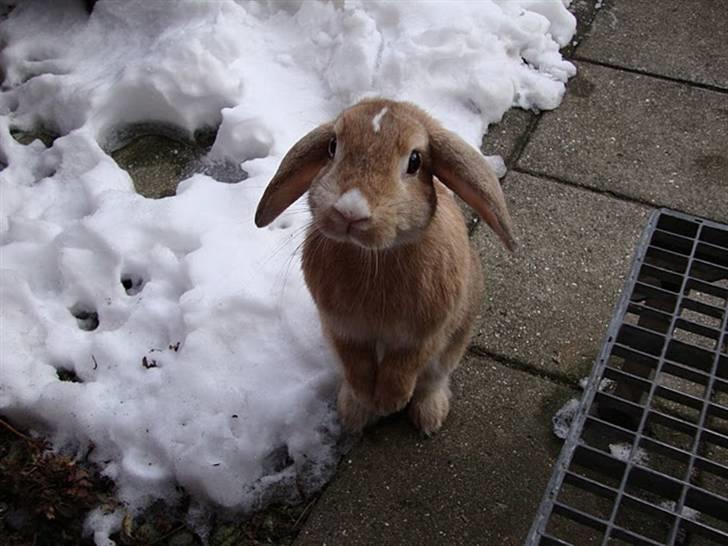 Kanin Nougat - Skønt med sne billede 3