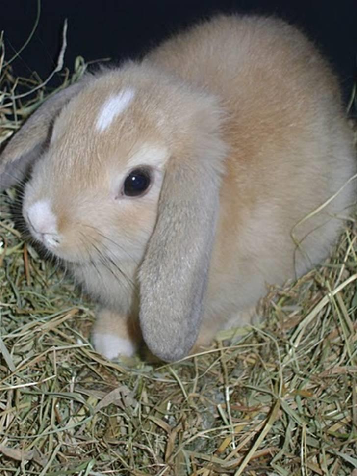 Kanin Nougat - 9 uger "gammel" billede 4