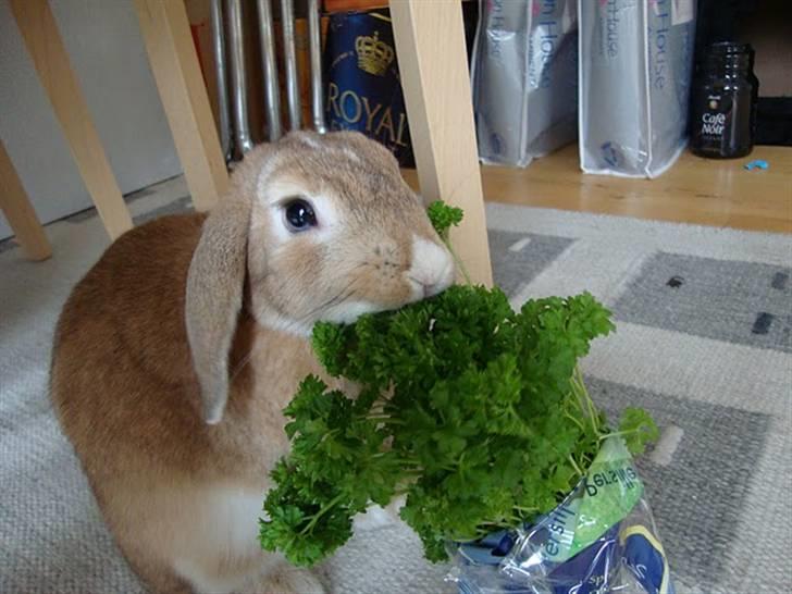 Kanin Nougat - Een af livretterne: Persille billede 5