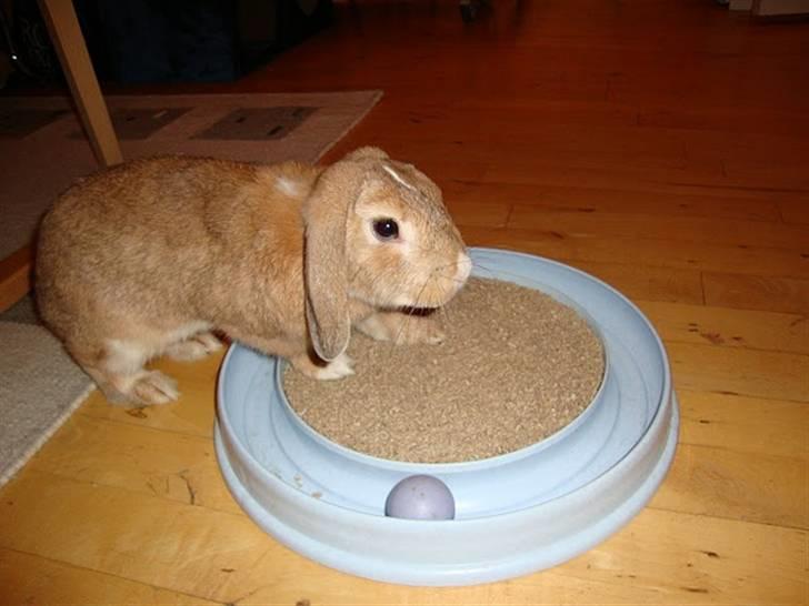 Kanin Nougat - Kattelegetøj er altid godt billede 6