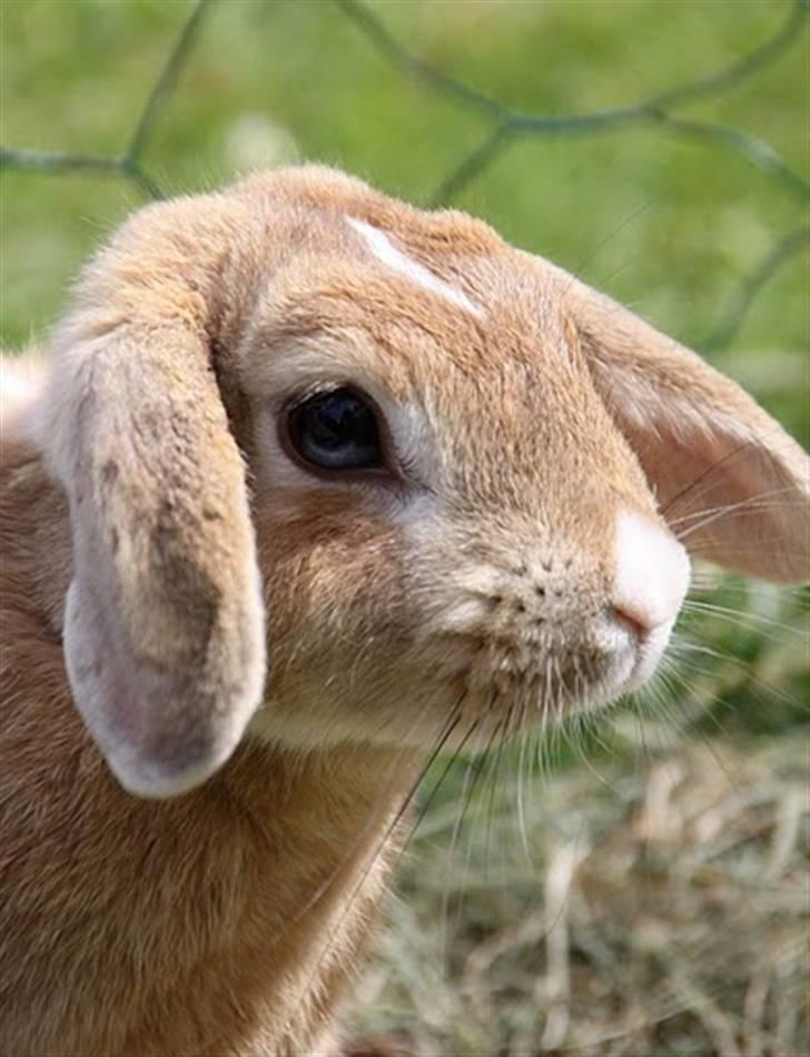 Kanin Nougat - Nougat 1 år og 2 måneder billede 7