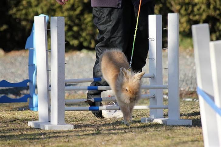 Kanin Fanta Phuss Forever Love - Fanta på Let Lige d. 19/2-11. Han fik en pind. billede 9