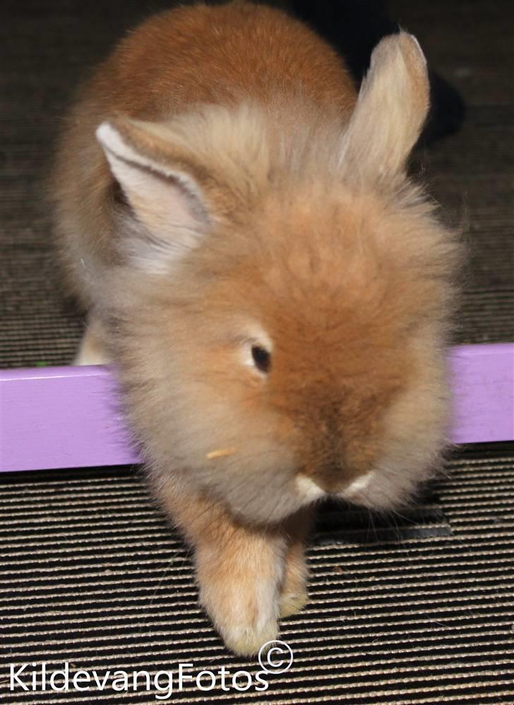 Kanin Fanta Phuss Forever Love billede 10