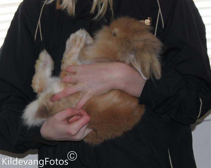 Kanin Fanta Phuss Forever Love billede 11