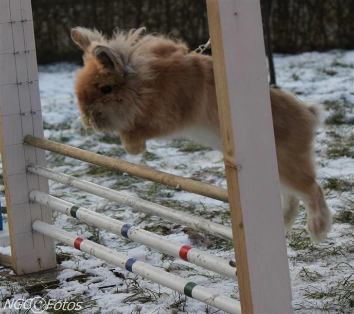 Kanin Fanta Phuss Forever Love - Min kanin har det sygeste afsæt.. :D billede 12