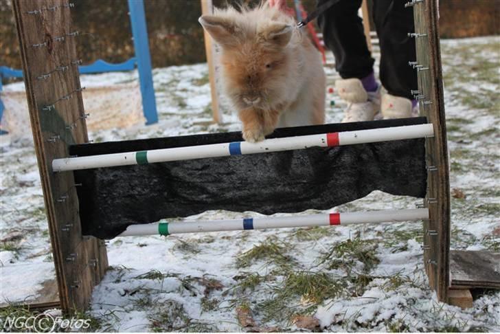 Kanin Fanta Phuss Forever Love - Fanta <3 billede 13