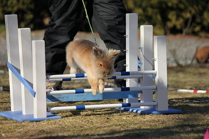 Kanin Fanta Phuss Forever Love - Fanta på Let Lige d. 19/2-11. Han fik en pind. billede 14
